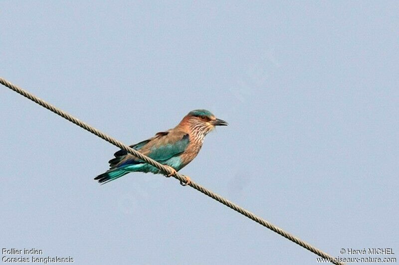 Indian Rolleradult, identification