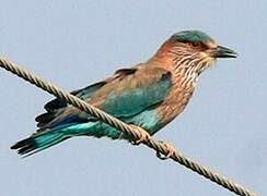 Indian Roller