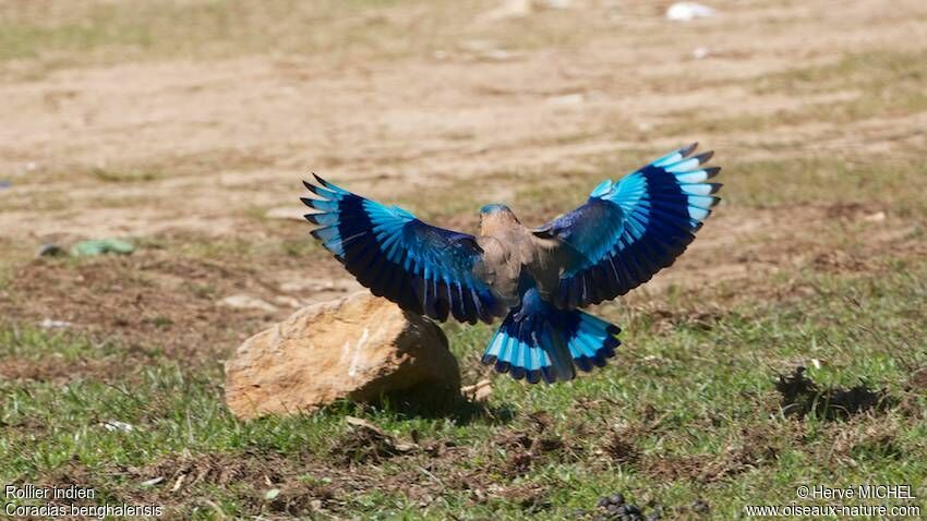 Indian Roller