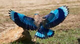 Indian Roller