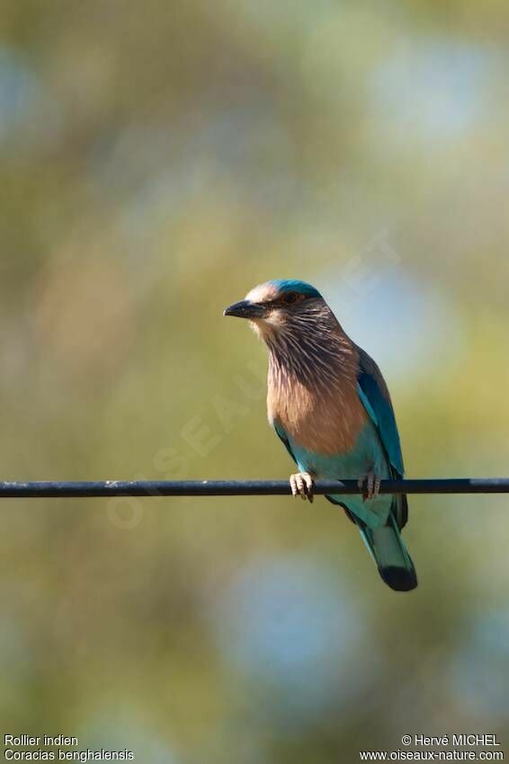 Indian Roller