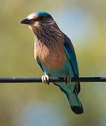 Indian Roller