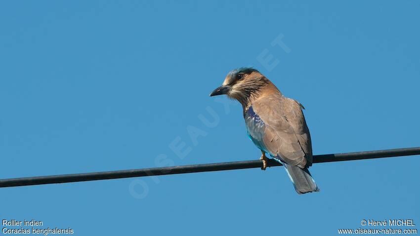 Indian Roller