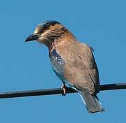 Indian Roller
