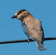 Indian Roller