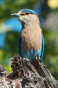 Indian Roller