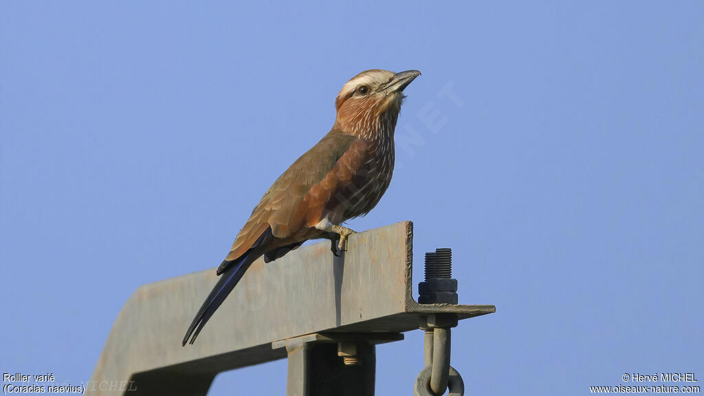 Purple Roller