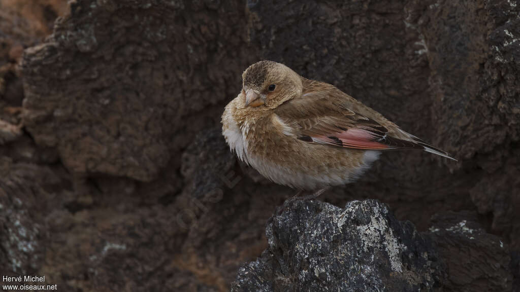 Asian Crimson-winged Finch female adult breeding