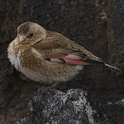 Asian Crimson-winged Finch