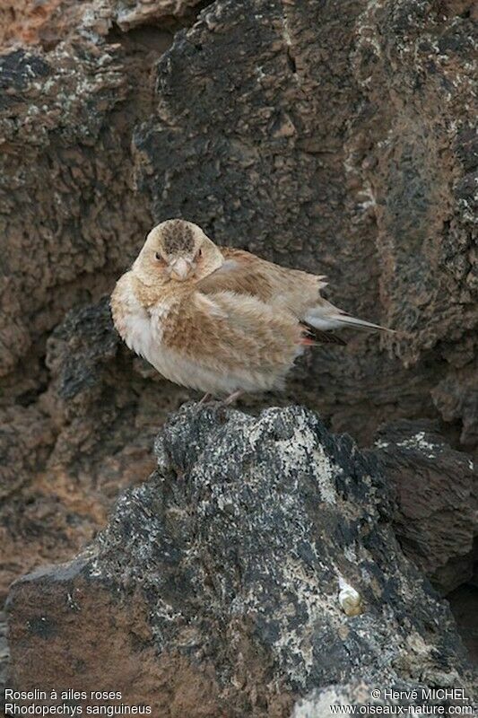 Asian Crimson-winged Finch female adult breeding