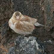 Asian Crimson-winged Finch