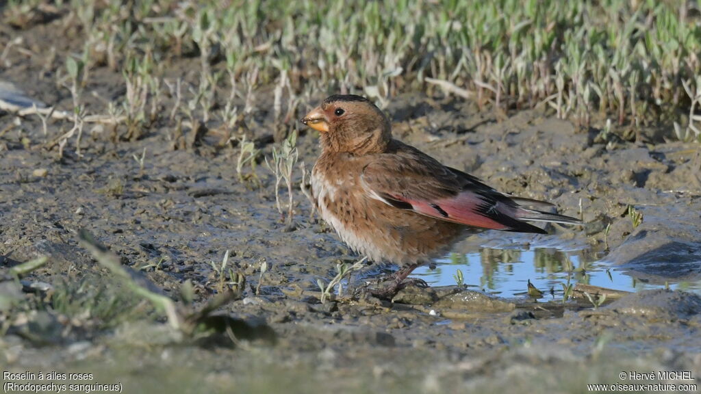 Asian Crimson-winged Finch male adult breeding