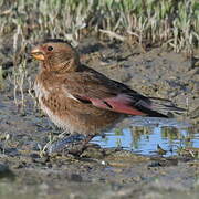 Asian Crimson-winged Finch