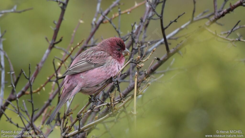 Red-mantled Rosefinch male adult breeding