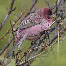 Roselin à dos rouge