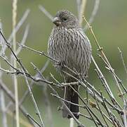 Red-mantled Rosefinch