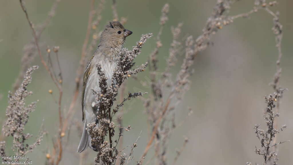 Common Rosefinch female adult, pigmentation, eats