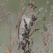 Common Rosefinch