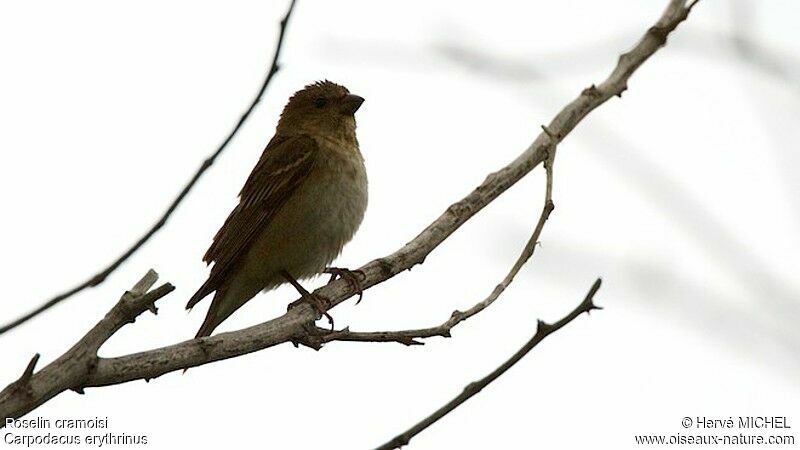 Common Rosefinch male immature