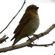 Common Rosefinch