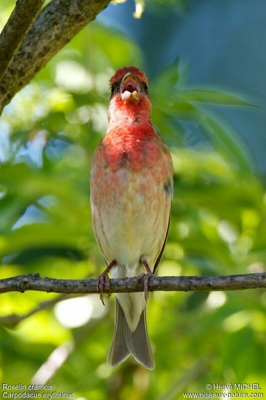 Common Rosefinch male adult breeding