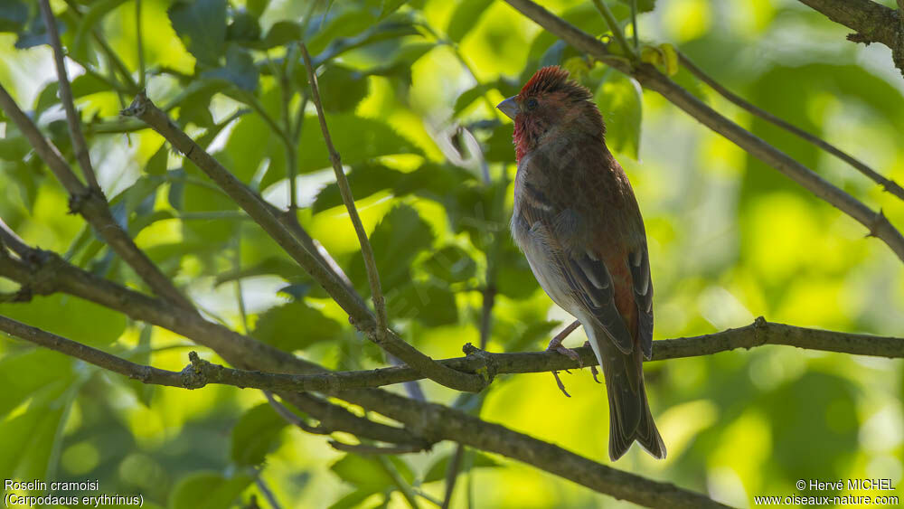 Common Rosefinch male adult breeding