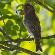 Common Rosefinch