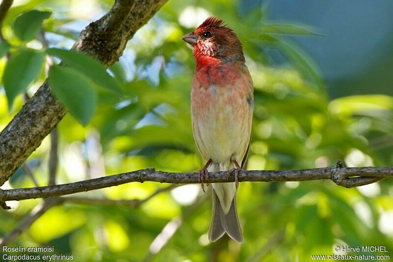 Common Rosefinch male adult breeding