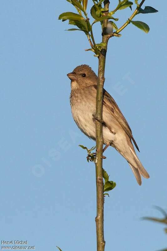 Common Rosefinch male Second year, identification