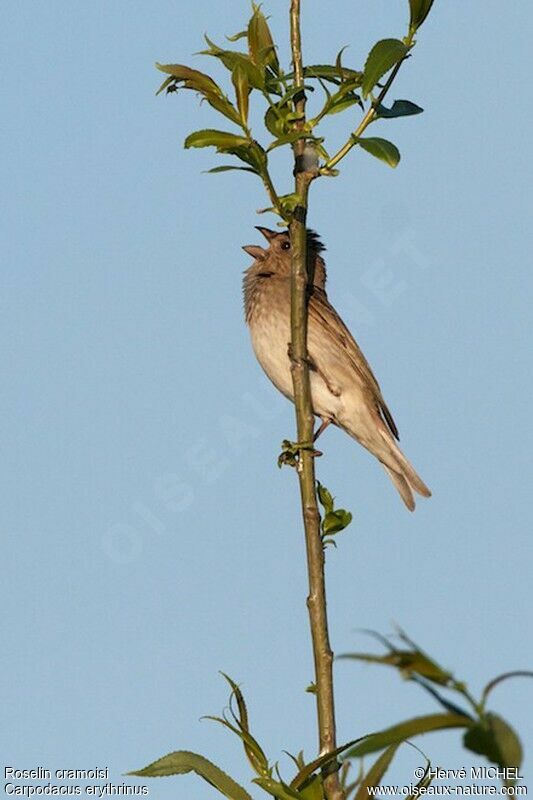 Common Rosefinch male Second year