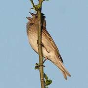 Common Rosefinch