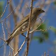 Common Rosefinch