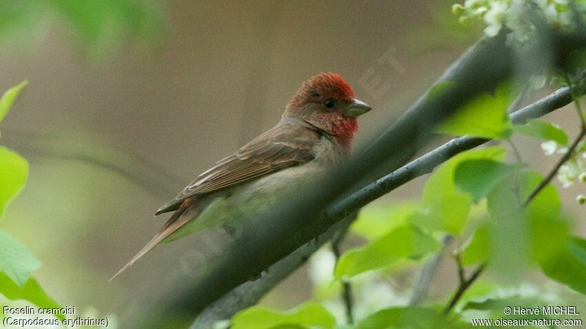 Common Rosefinch male adult