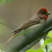 Common Rosefinch