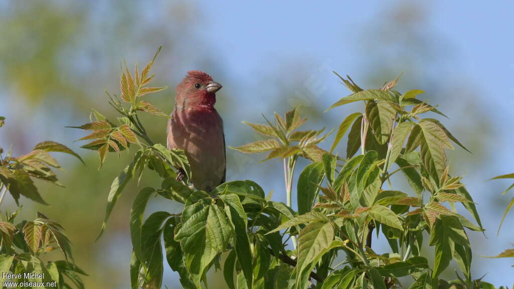 Common Rosefinch male adult breeding, habitat, pigmentation