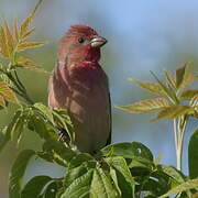 Common Rosefinch