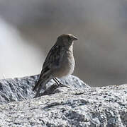 Plain Mountain Finch