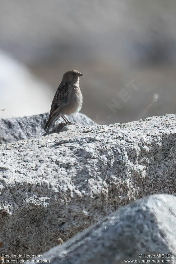 Plain Mountain Finch