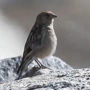 Plain Mountain Finch