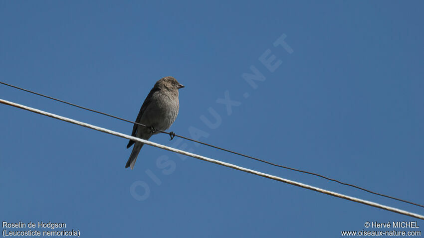 Plain Mountain Finch