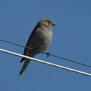 Plain Mountain Finch