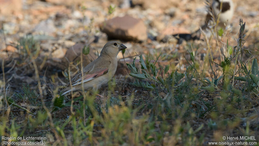 Desert Finchadult