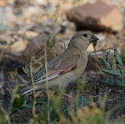 Desert Finch