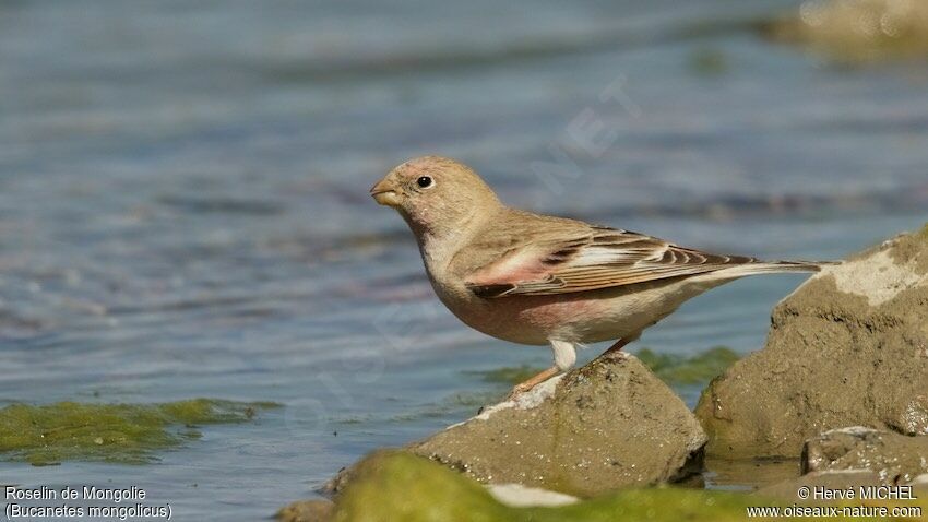 Mongolian Finch male adult breeding