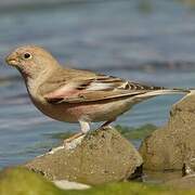 Mongolian Finch