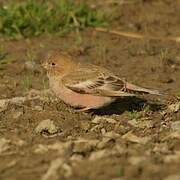 Mongolian Finch