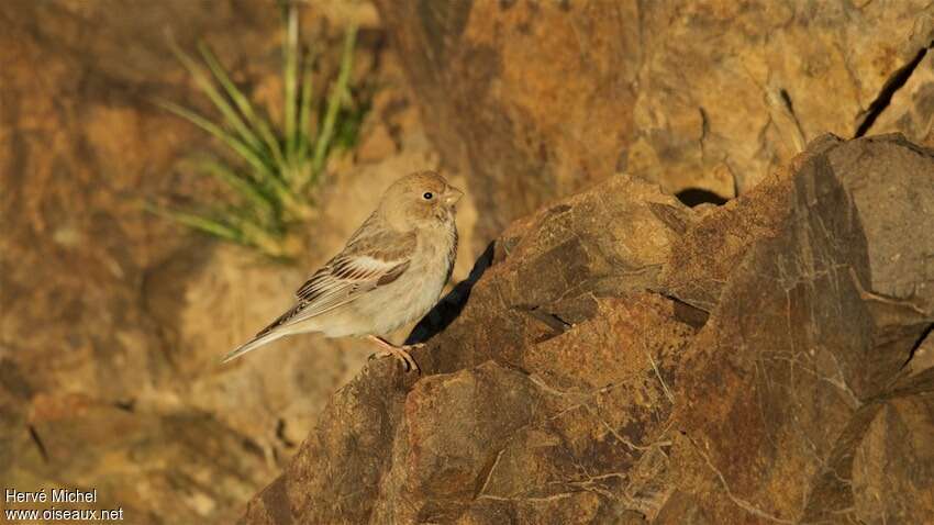 Mongolian Finch female adult, identification