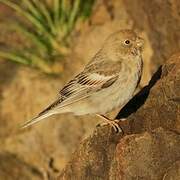 Mongolian Finch