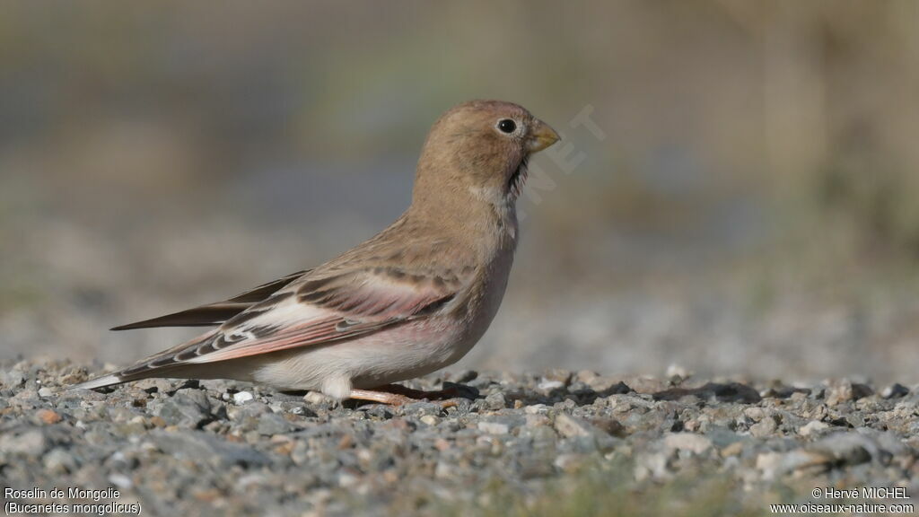 Mongolian Finchadult