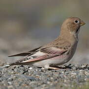 Mongolian Finch